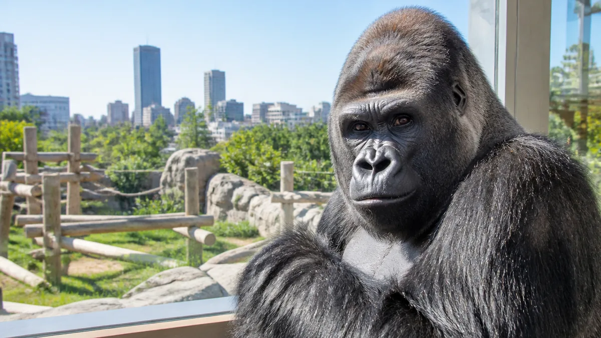 東山動物園シャバーニに会える場所と時間帯｜新ゴリラ舎の見どころを徹底解説の解説画像