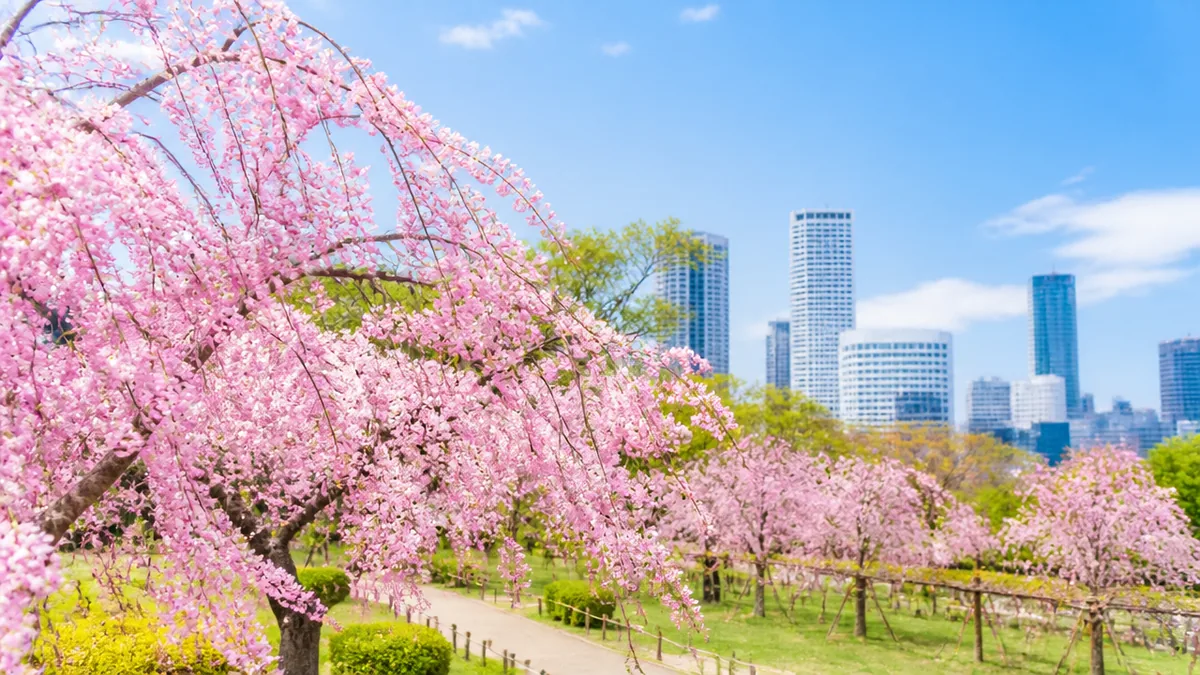東谷山フルーツパークのしだれ桜が見頃を迎えるのはいつ？開花カレンダーの全体像の解説画像