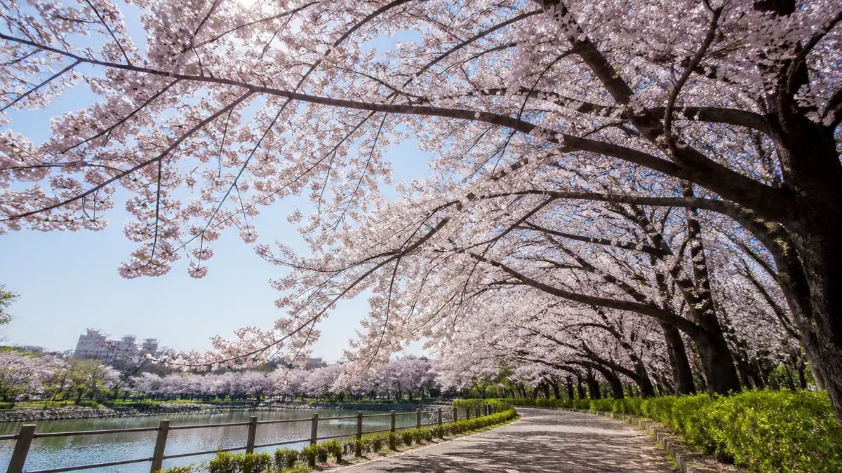 桜のトンネルはいつが見頃?花見の楽しみ方と場所取りの実情の解説画像