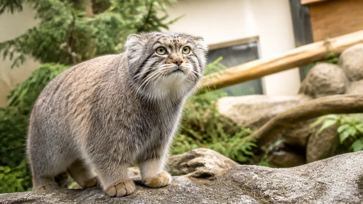 東山動物園のマヌルネコは本園「食肉小獣舎」にいる|正門からの最短ルートの解説画像