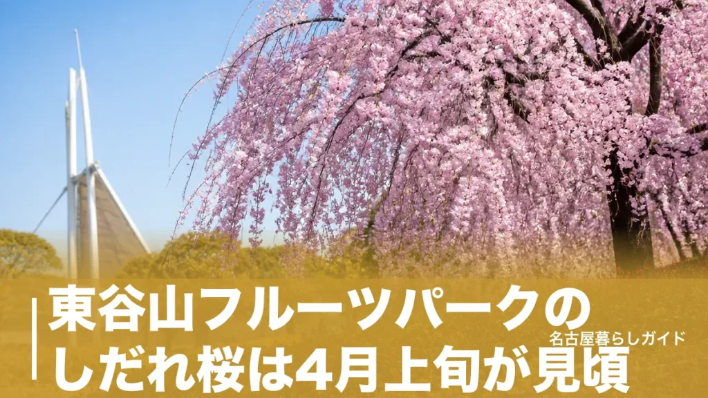 東谷山フルーツパークのしだれ桜は4月上旬が見頃｜開花状況の調べ方と混雑回避ガイドのアイキャッチ画像