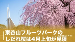 東谷山フルーツパークのしだれ桜は4月上旬が見頃｜開花状況の調べ方と混雑回避ガイドのアイキャッチ画像