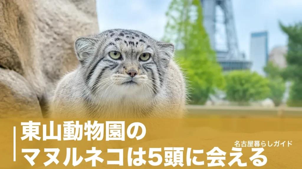 東山動物園のマヌルネコは5頭に会える｜食肉小獣舎の場所と見られる時間帯を完全ガイドのアイキャッチ画像